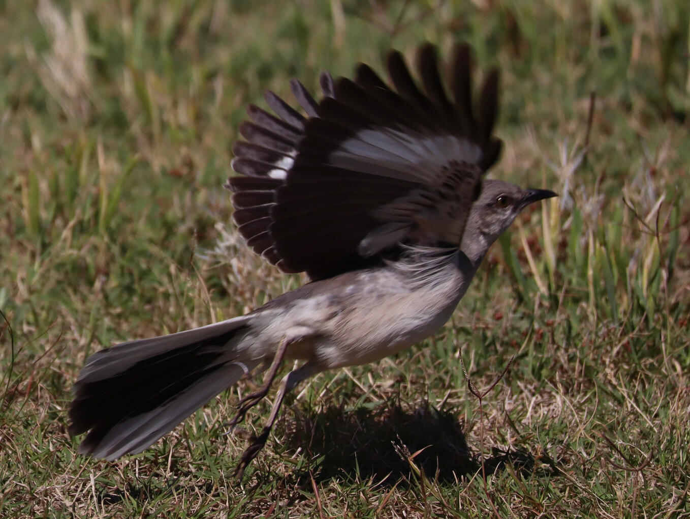 Mockingbird in flight, 2026