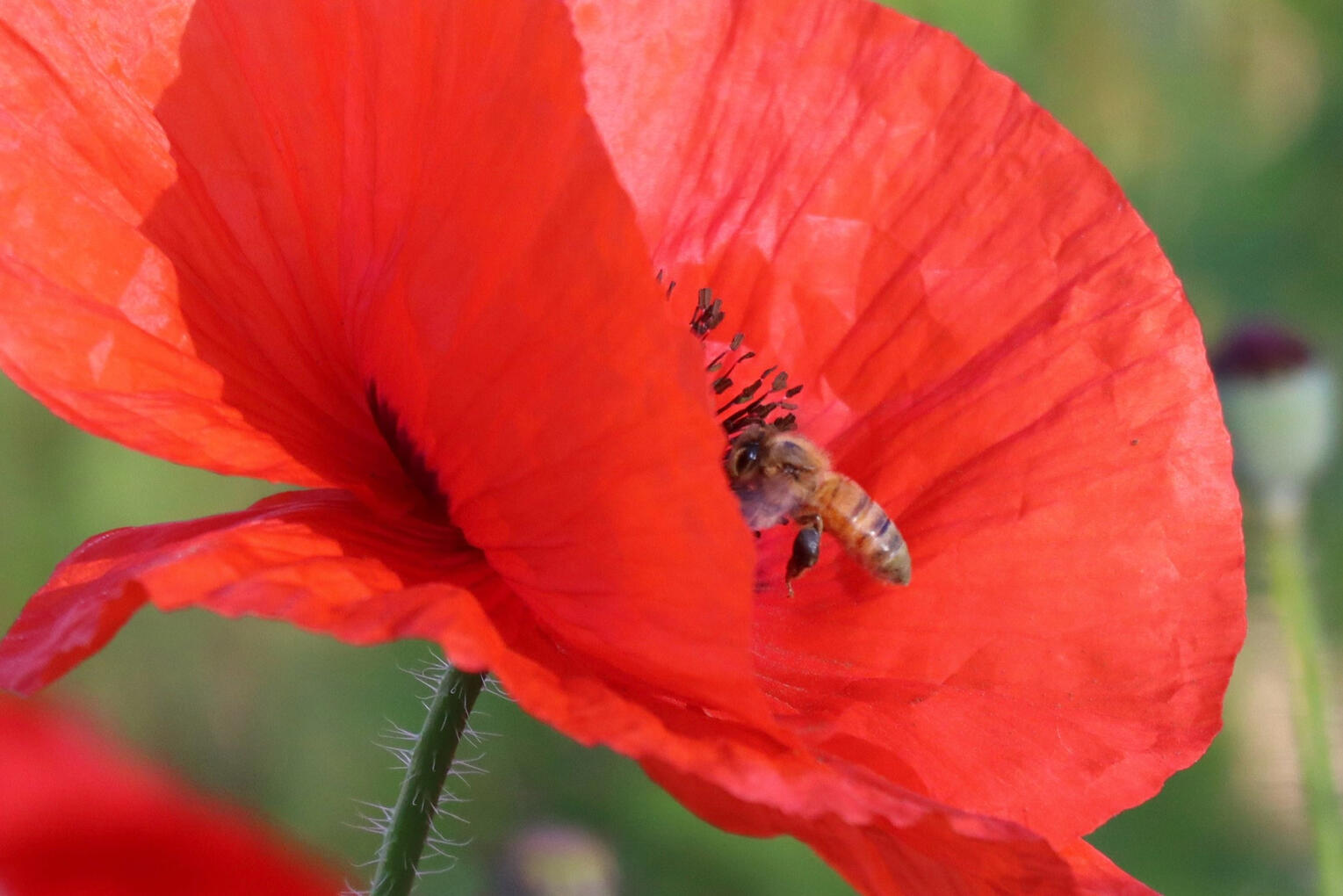 Poppy Bee, 2024