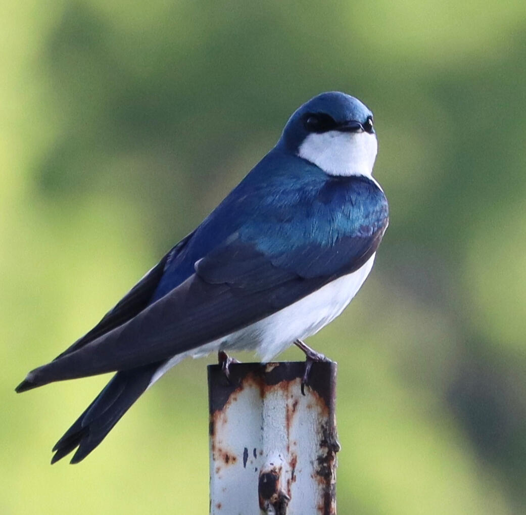 Tree Swallow, 2024