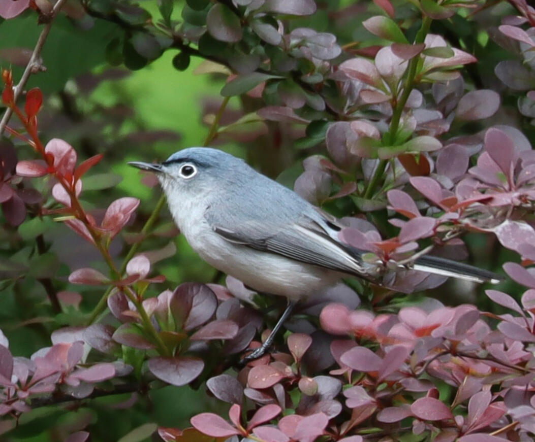 Bird in the bush, 2026
