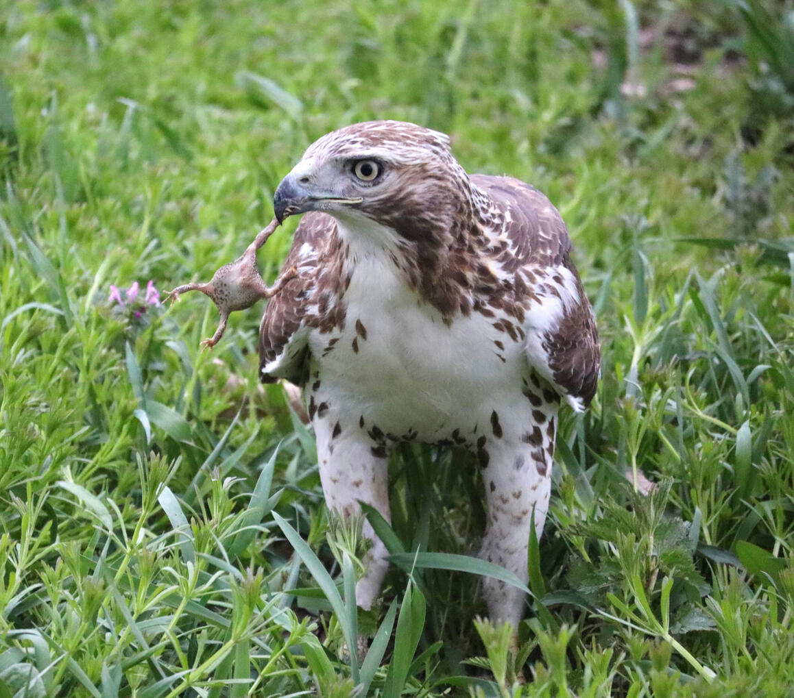 Hawk eating toad, 2024