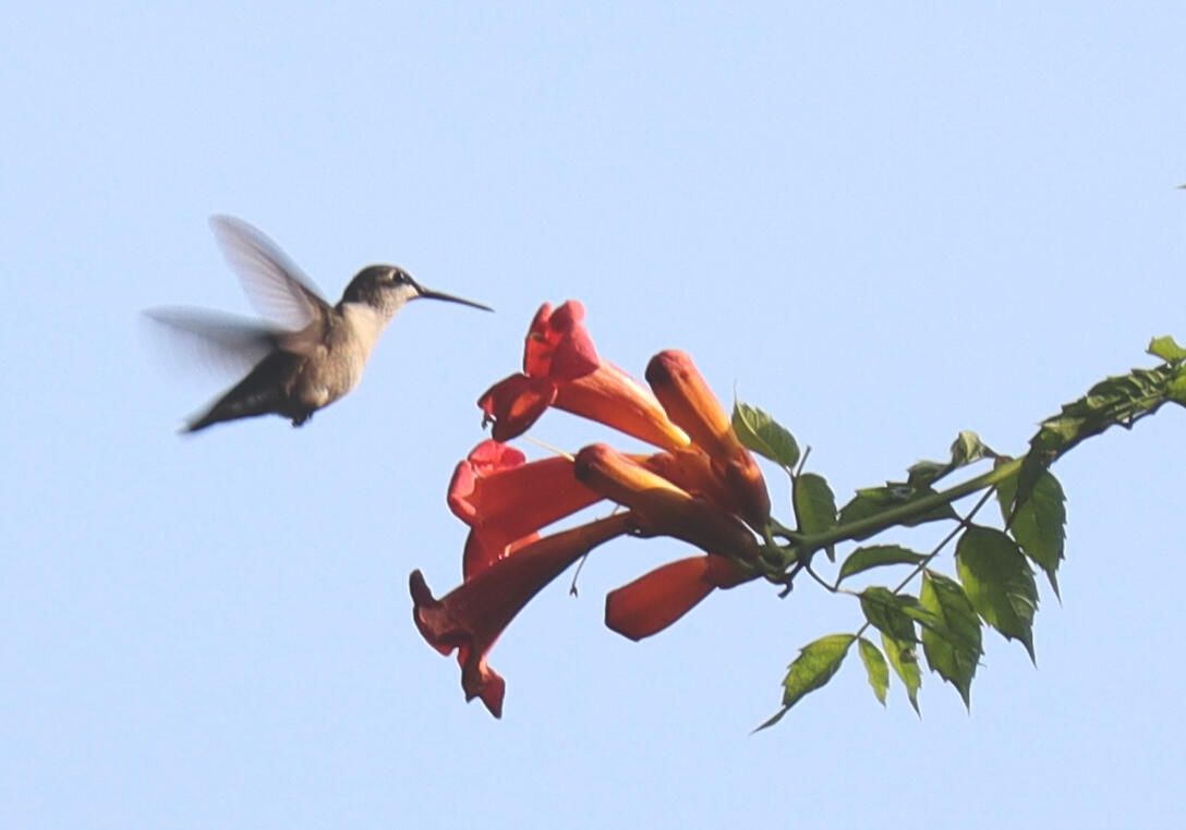 Hummingbird in Golden Hour, 2025