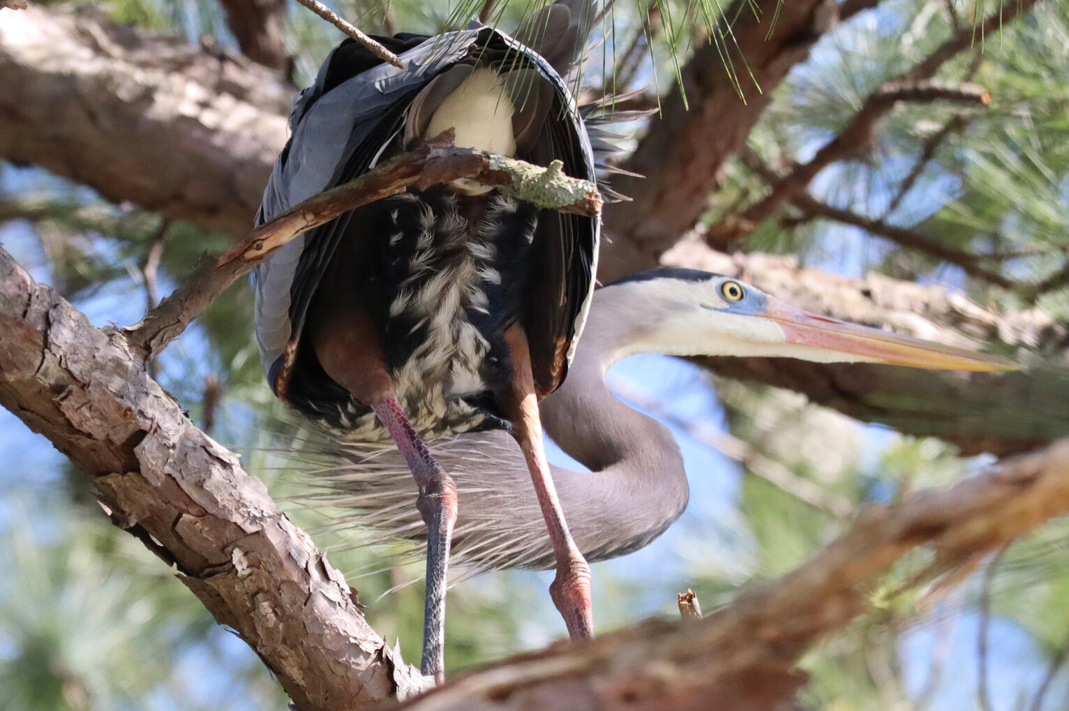Heron Butt, 2026